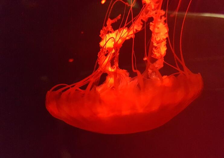 SEA LIFE® Manchester
